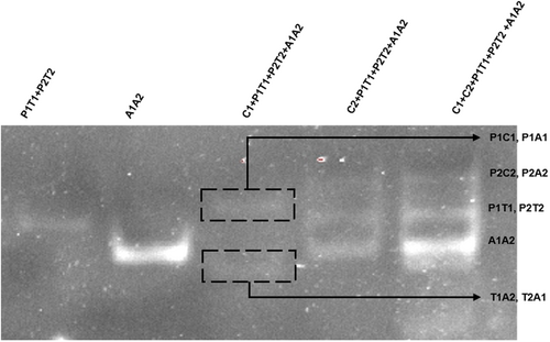 Details are in the caption following the image