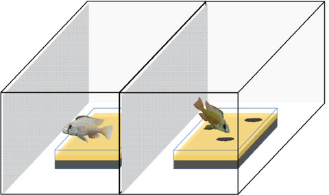 Rapid generation of ecologically relevant behavioral novelty in experimental cichlid hybrids