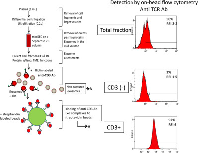 Separation of plasma-derived exosomes into CD3(+) and CD3(–) fractions allows for association of immune cell and tumour cell markers with disease activity in HNSCC patients