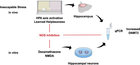 Nitric Oxide Synthase inhibition counteracts the stress-induced DNA methyltransferase 3b expression in the hippocampus of rats