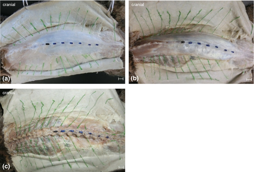 Details are in the caption following the image Details are in the caption following the image