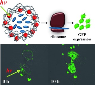 Light-Addressable Capsules as Caged Compound Matrix for Controlled Triggering of Cytosolic Reactions