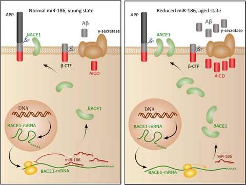 miR-186 in Alzheimer's disease: a big hope for a small RNA?
