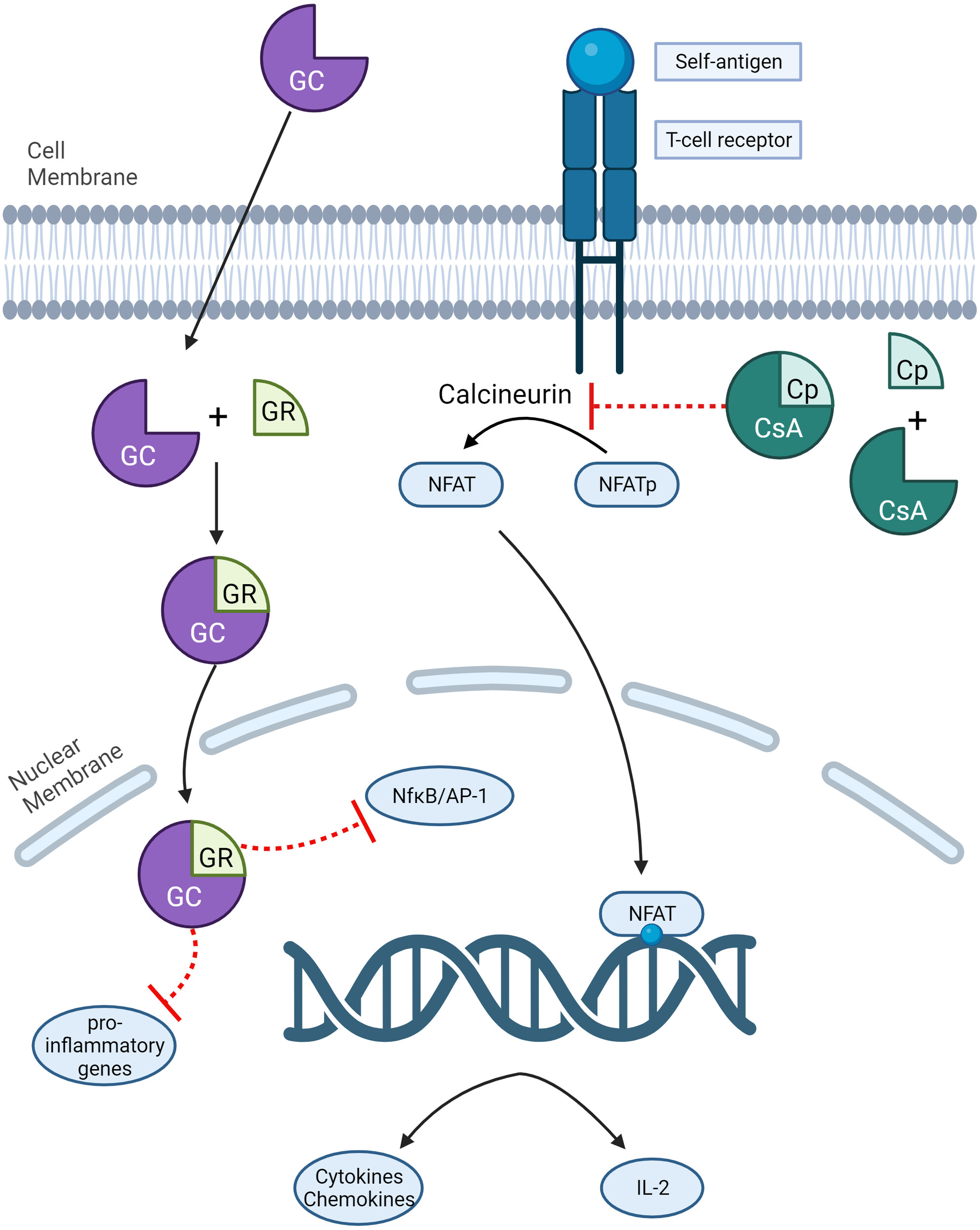 Pharmacology of drugs used in autoimmune dermatopathies in cats and dogs: A narrative review