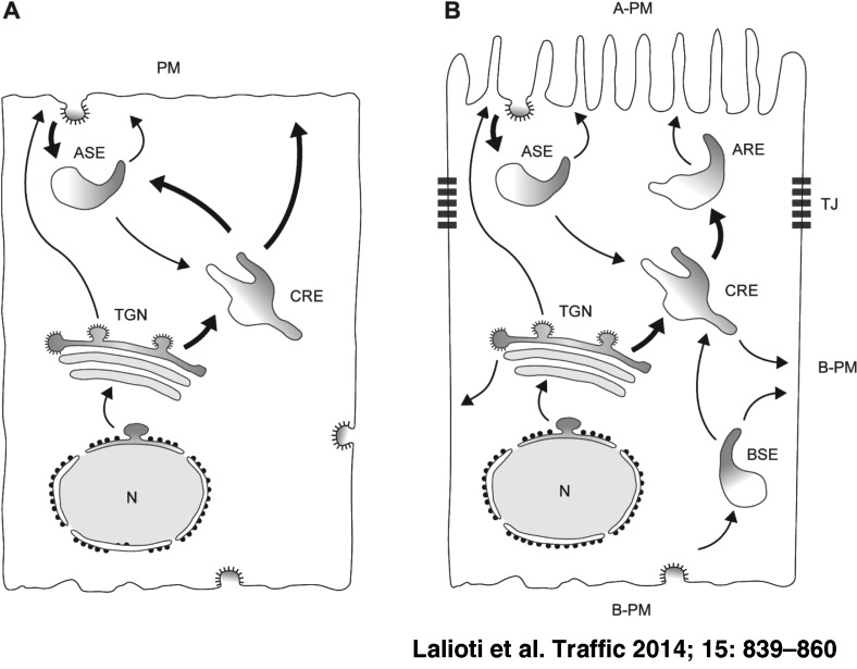 DKWSLLL, a Versatile DXXXLL-Type Signal with Distinct Roles in the Cu+-Regulated Trafficking of ATP7B