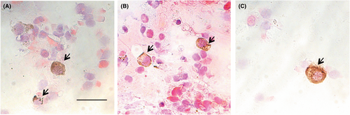 Details are in the caption following the image Details are in the caption following the image