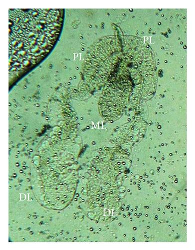 Details are in the caption following the image