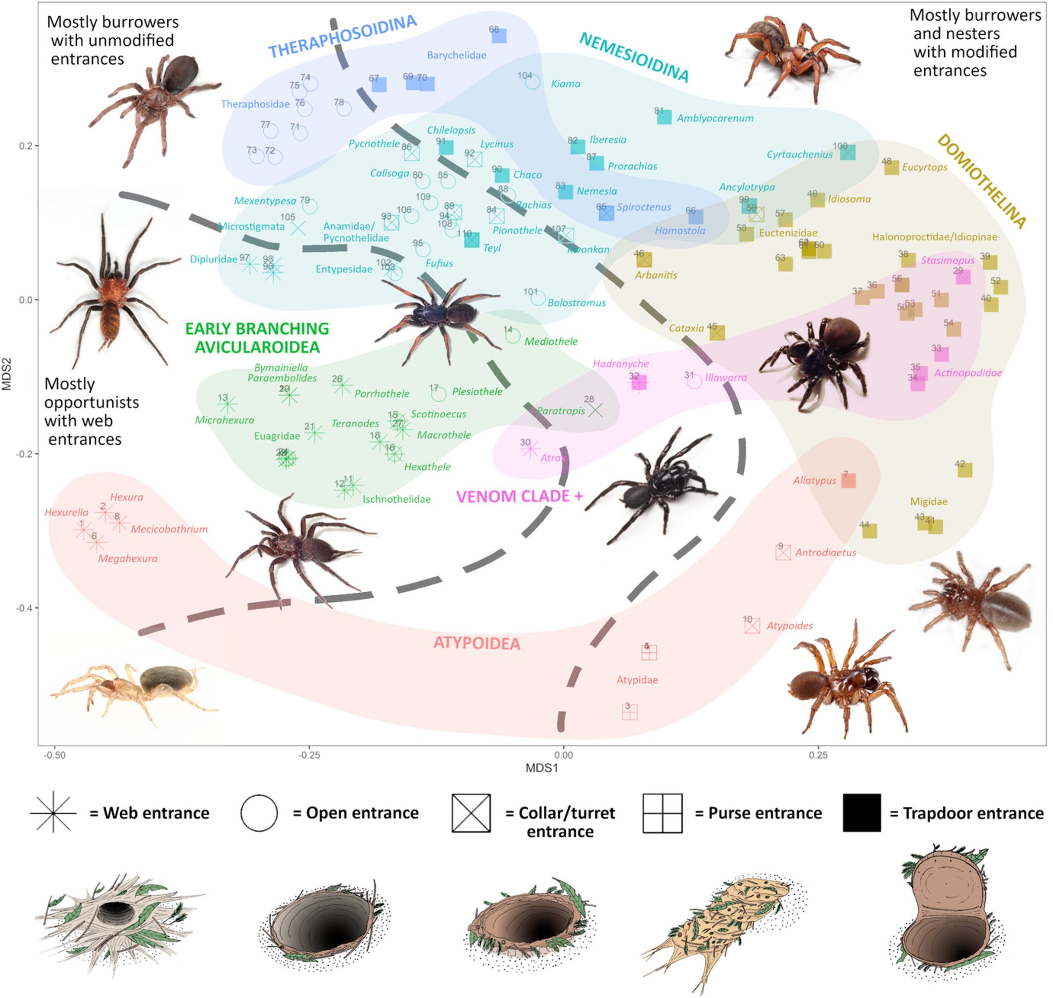 Correlation with a limited set of behavioral niches explains the convergence of somatic morphology in mygalomorph spiders