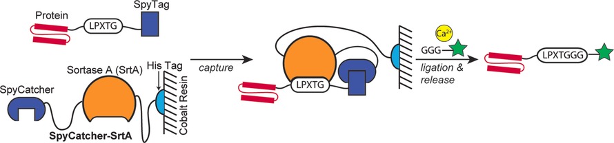 Proximity-Based Sortase-Mediated Ligation