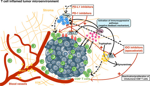 High IDO-1 expression in tumor endothelial cells is associated with response to immunotherapy in metastatic renal cell carcinoma