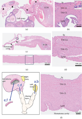 Details are in the caption following the image Details are in the caption following the image