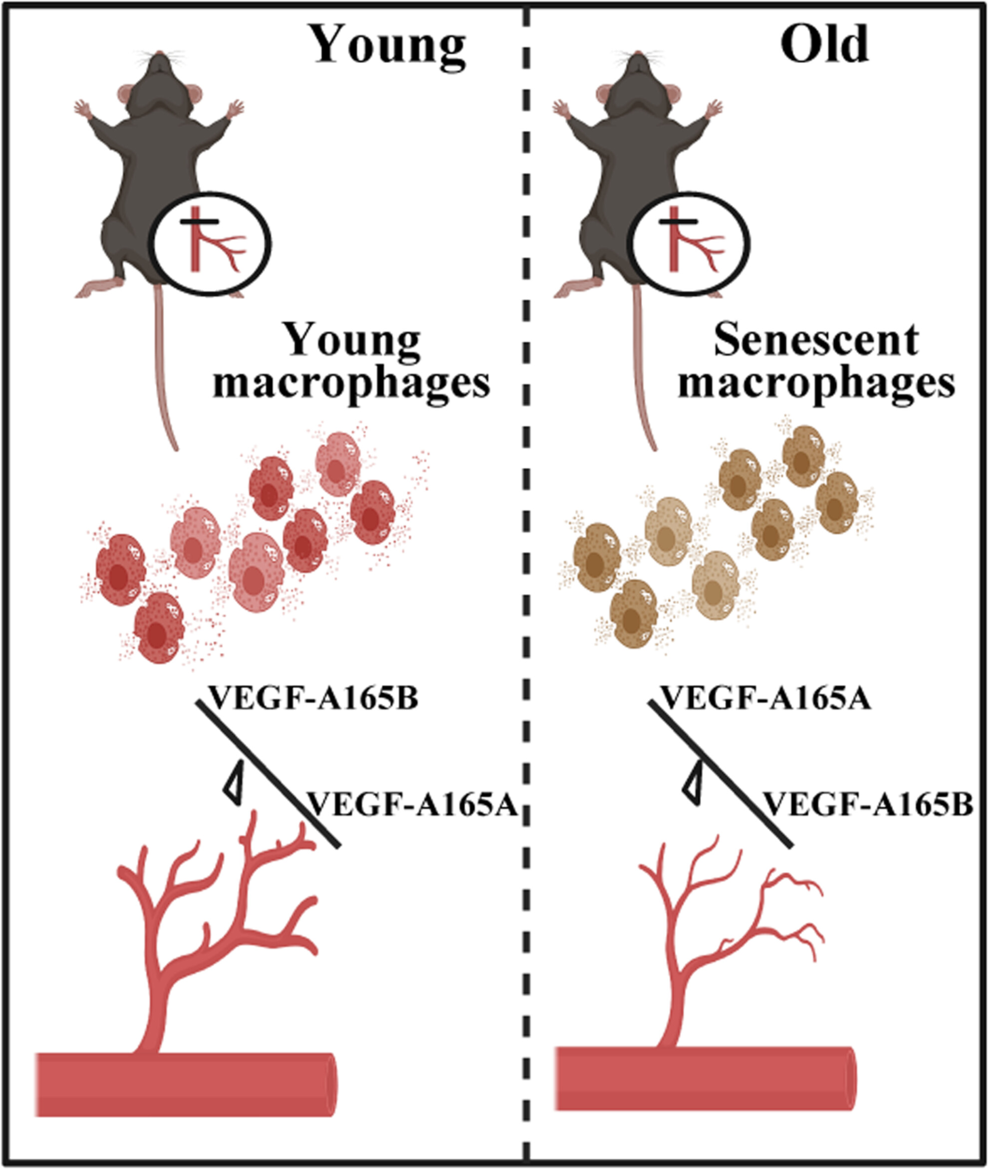 Senescent Macrophages Promote Age-Related Revascularization Impairment by Increasing Antiangiogenic VEGF-A165B Expression