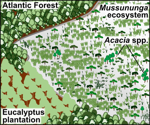 Acacia invasion is facilitated by landscape permeability: The role of habitat degradation and road networks