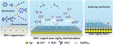 Chelate-Capped Nano-AgZn3 Dual Interphase Remodeling the Local Environment for Reversible Dendrite-Free Zinc Anode