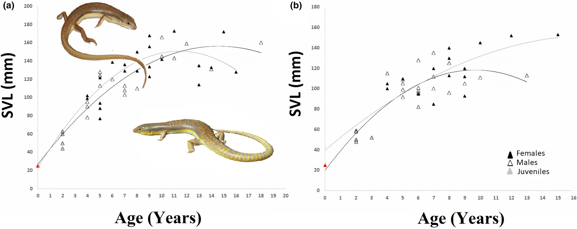 Life-history evolution in the orange-tailed skink populations living in different climates