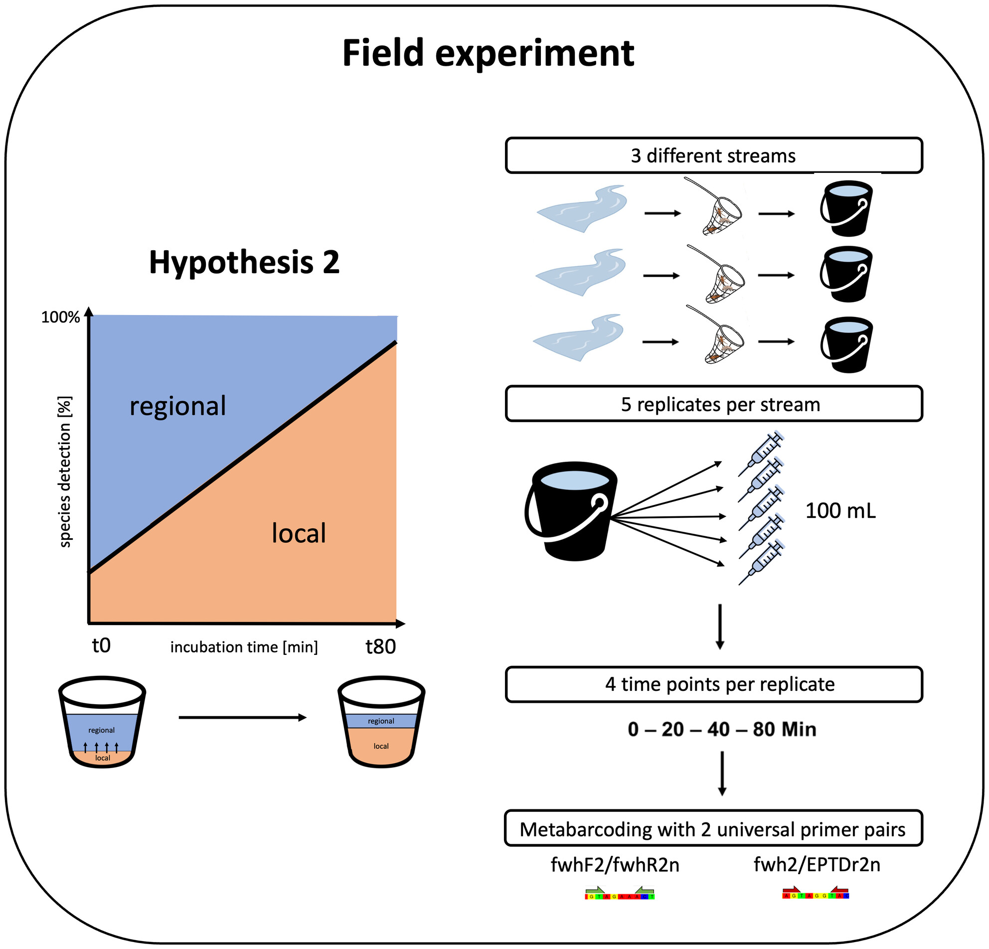 Capture—Incubate—Release: An Animal-Friendly Approach to Assess Local Aquatic Macroinvertebrate Species Diversity Through Environmental DNA Metabarcoding
