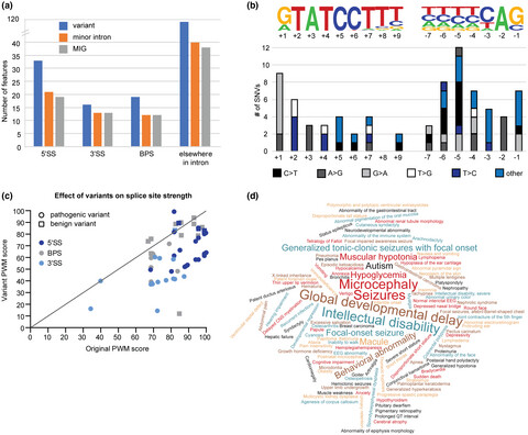 Disrupted minor intron splicing is prevalent in Mendelian disorders