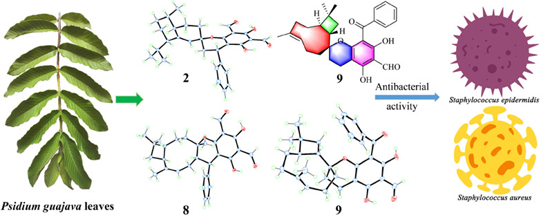 Guajamers A—I, Rearranged Polycyclic Phloroglucinol Meroterpenoids from Psidium guajava Leaves and Their Antibacterial Activity