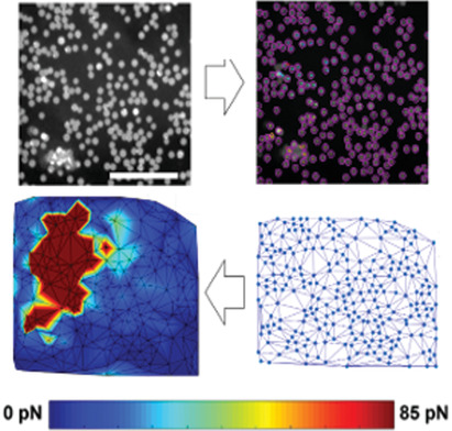 Mechanical Characterization of hiPSC-Derived Cardiac Tissues for Quality Control