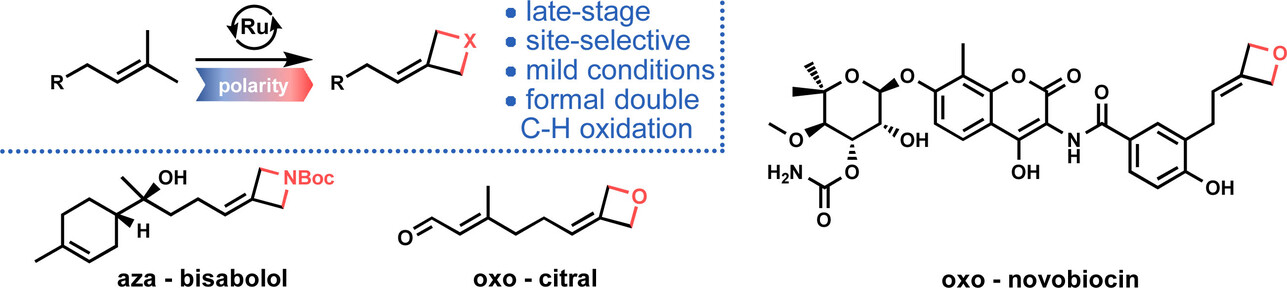 Late-Stage Formal Double C−H Oxidation of Prenylated Molecules to Alkylidene Oxetanes and Azetidines by Strain-Enabled Cross-Metathesis