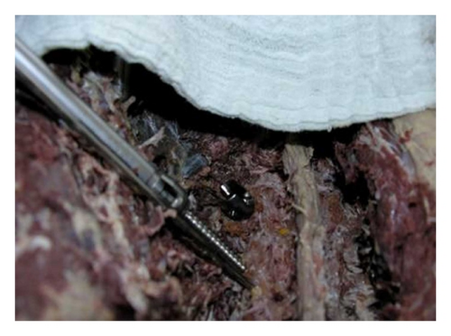 Details are in the caption following the image Details are in the caption following the image