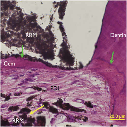 Details are in the caption following the image Details are in the caption following the image