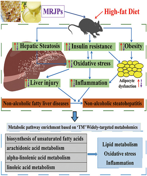 Major royal jelly proteins alleviate non-alcoholic fatty liver disease in mice model by regulating disordered metabolic pathways