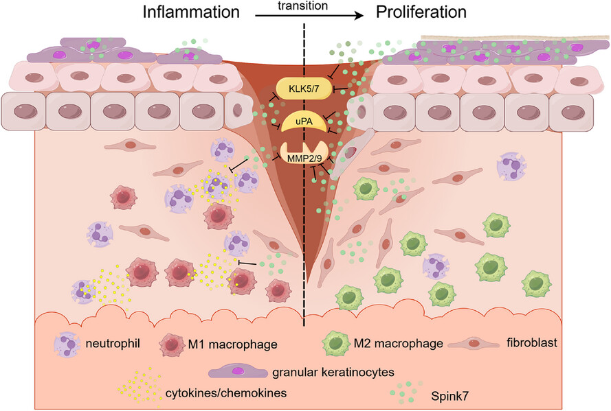 The antiprotease Spink7 promotes inflammation resolution by modulating multiple proteases activities during wound healing