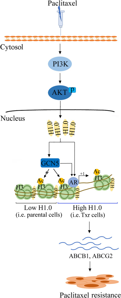 H1.0 induces paclitaxel-resistance genes expression in ovarian cancer cells by recruiting GCN5 and androgen receptor