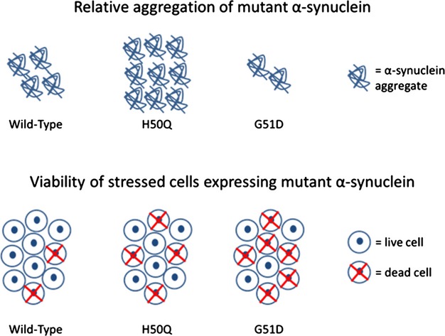 Divergent effects of the H50Q and G51D SNCA mutations on the aggregation of α-synuclein