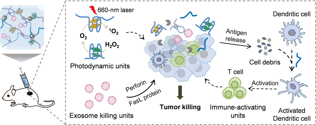 A Smart DNA Hydrogel Enables Synergistic Immunotherapy and Photodynamic Therapy of Melanoma