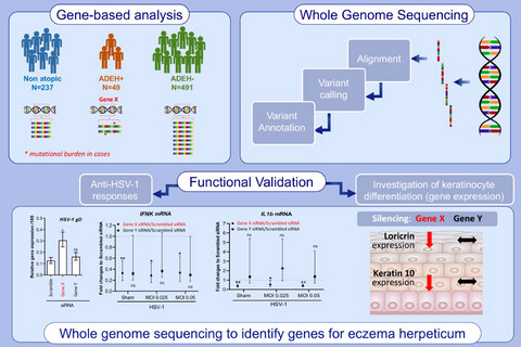 Whole genome sequencing identifies novel genetic mutations in patients with eczema herpeticum