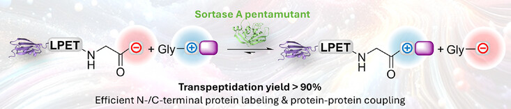 Leveraging Sortase A Electrostatics for Powerful Transpeptidation Reactions