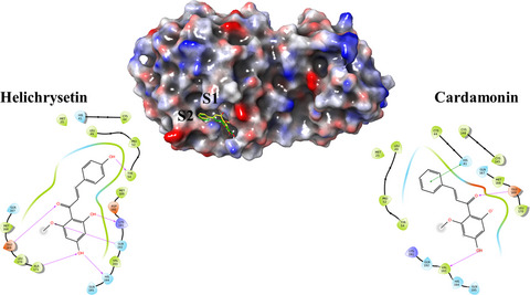 Characteristics of flavonoids as potent MERS-CoV 3C-like protease inhibitors