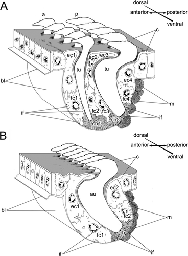 Details are in the caption following the image