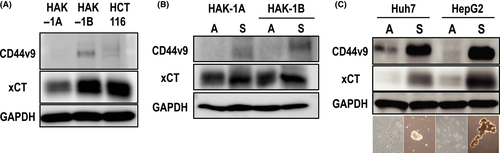 Details are in the caption following the image