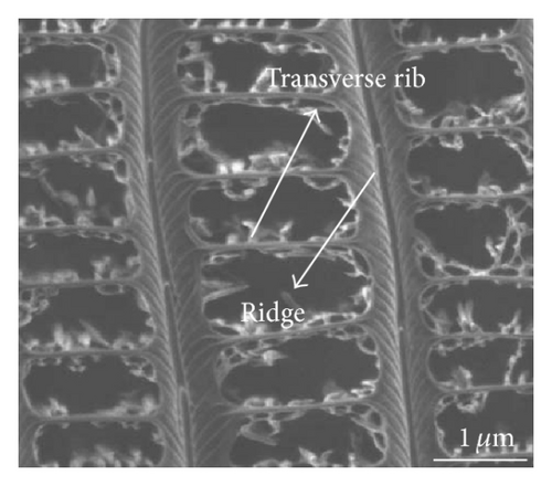 Details are in the caption following the image