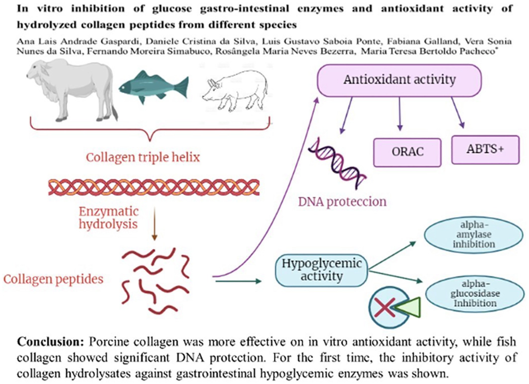 In vitro inhibition of glucose gastro-intestinal enzymes and antioxidant activity of hydrolyzed collagen peptides from different species