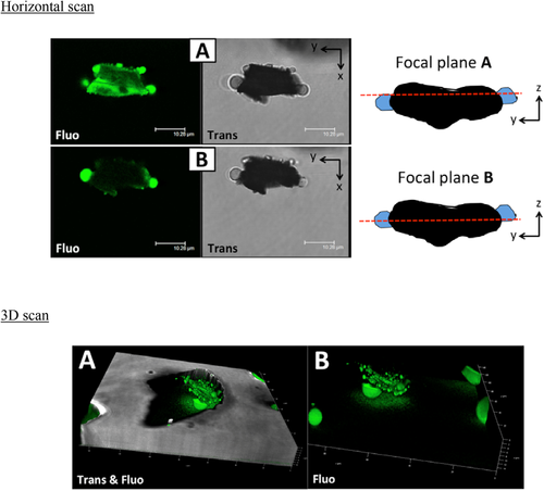 Details are in the caption following the image