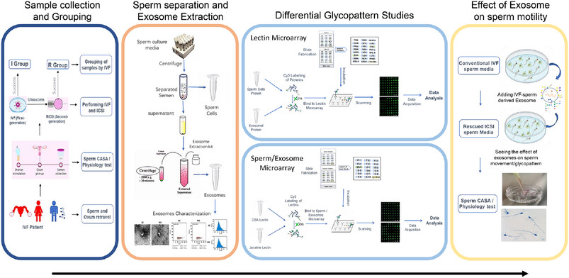 Glycopattern comparison of sperm and exosomes from conventional in vitro fertilization and rescue intracytoplasmic sperm injection: Enhancing sperm motility through exosome-mediated glycan modulation
