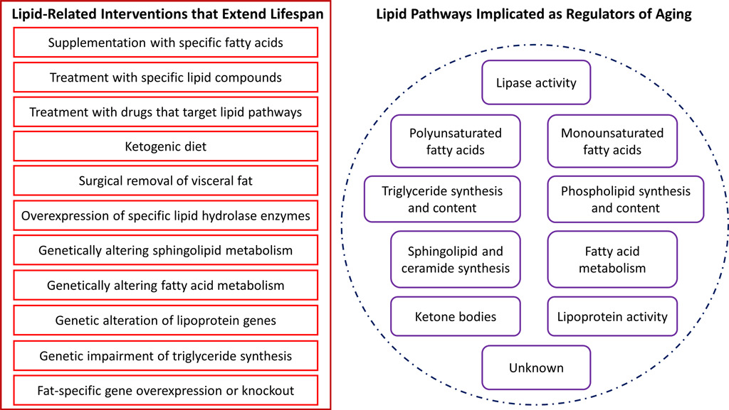 The role of lipid metabolism in aging, lifespan regulation, and age-related disease