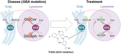 A new brain-penetrant glucosylceramide synthase inhibitor as potential Therapeutics for Gaucher disease
