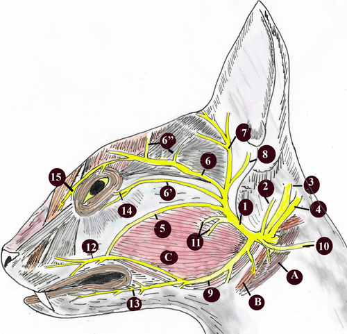 Details are in the caption following the image Details are in the caption following the image