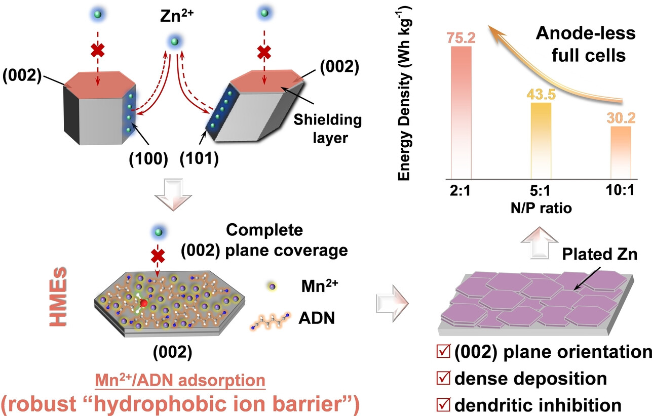 Hydrophobic Ion Barrier-Enabled Ultradurable Zn (002) Plane Orientation towards Long-Life Anode-Less Zn Batteries