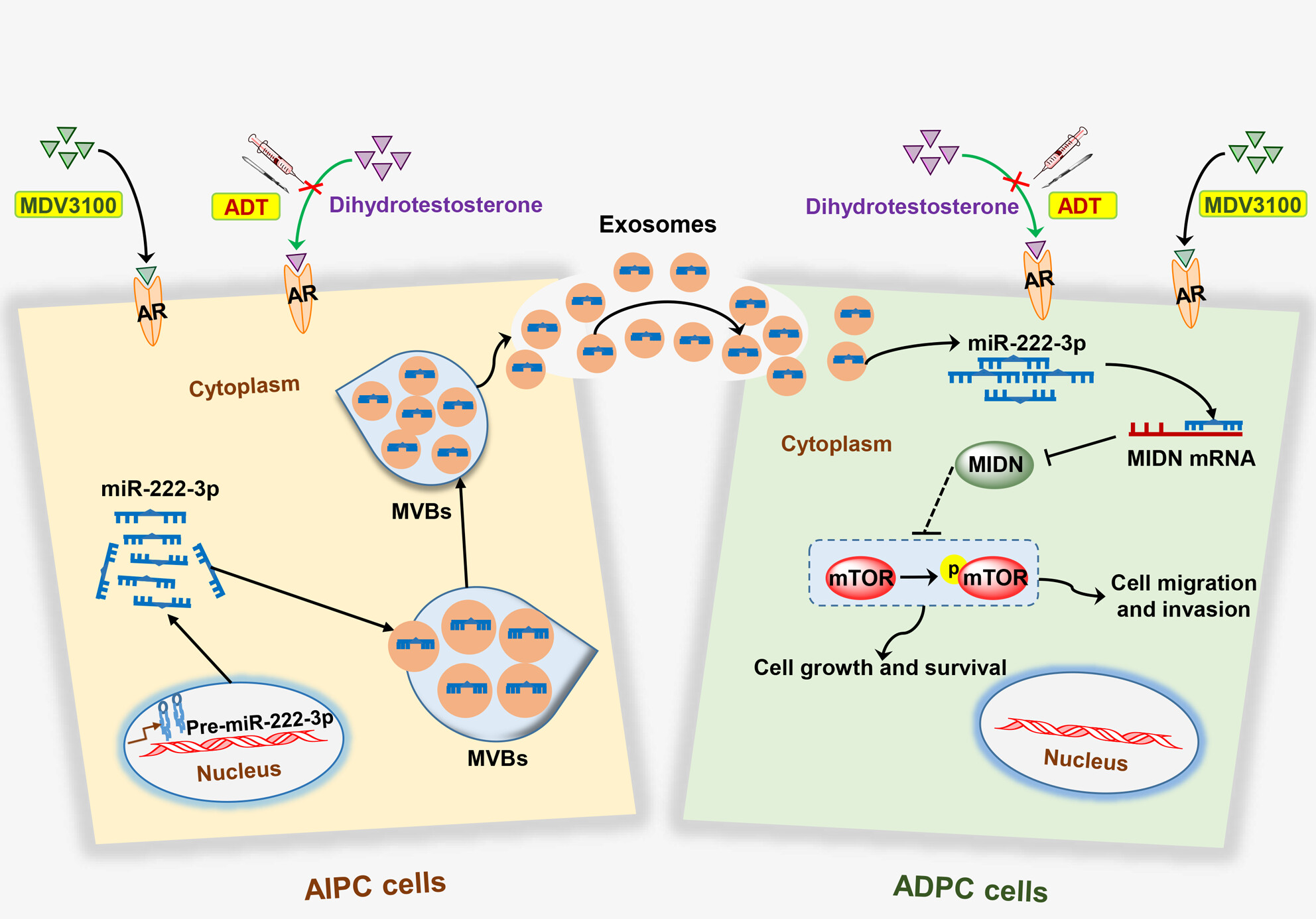 Exosomal miR-222-3p contributes to castration-resistant prostate cancer by activating mTOR signaling
