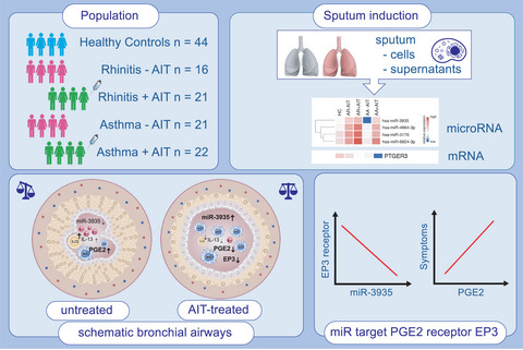 Sputum microRNA-screening reveals Prostaglandin EP3 receptor as selective target in allergen-specific immunotherapy