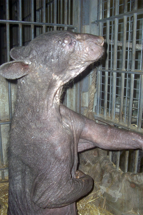 Clinical and histopathological aspects of an alopecia syndrome in captive Andean bears (Tremarctos ornatus)