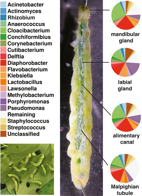 Cabbage looper (Trichoplusia ni Hübner) labial glands contain unique bacterial flora in contrast with their alimentary canal, mandibular glands, and Malpighian tubules