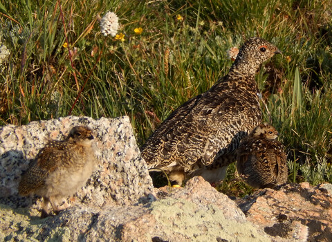 Mismatches between breeding phenology and resource abundance of resident alpine ptarmigan negatively affect chick survival