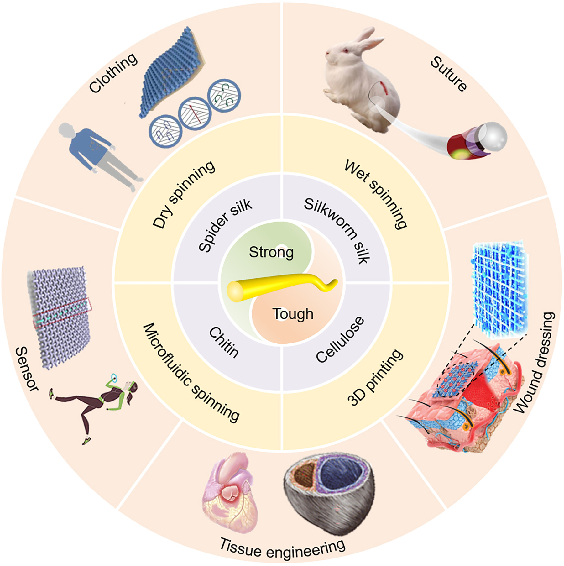 Design of strong and tough biofibers and their biomedical applications